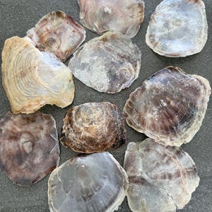 Könnte beinhalten: Eine Sammlung natürlicher Austernschalen in verschiedenen Größen und Farben. Die Schalen zeigen eine Reihe von Farbtönen, darunter Weiß, Braun und Lila, mit strukturierten Oberflächen und komplizierten Mustern. Die Schalen sind auf einer dunkelgrauen Oberfläche angeordnet.