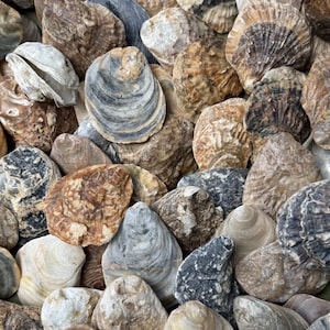 Op de afbeelding: Een verzameling diverse oesterschelpen in verschillende tinten bruin, grijs, beige en wit. De schelpen vertonen uiteenlopende texturen, variërend van glad en gelaagd tot ruw en onregelmatig, met natuurlijke patronen en organische vormen.