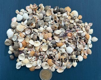 May include: A large collection of small seashells in various shades of white, tan, brown, and grey. The shells vary in shape and texture, with text printed on the image stating 5-15 mm, accompanied by a circular metal coin for scale.