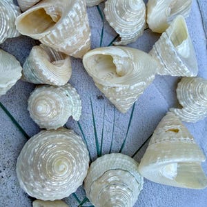 Könnte beinhalten: Eine Sammlung von cremefarbenen und weißlichen spiralförmigen Muscheln mit texturierten, gerippten Oberflächen. Die Muscheln variieren in Größe und Form, zeigen komplexe Windungen und spitze Enden, wobei einige offene Öffnungen aufweisen.
