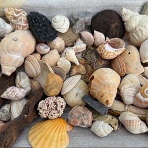 Könnte beinhalten: Eine Sammlung von Muscheln in verschiedenen Formen, Größen und Farben, darunter Weiß, Braun und Beige. Einige Muscheln haben komplizierte Muster und Texturen. Die Muscheln sind auf einer hellbraunen Holzoberfläche angeordnet.