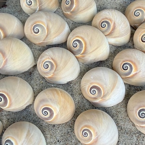 Könnte beinhalten: Eine Sammlung zahlreicher Mondschneckengehäuse, die jeweils eine glatte, abgerundete, cremefarbene Oberfläche mit einem markanten, dunkelbraunen Spiralmuster in der Mitte aufweisen. Die Gehäuse sind in einer Gruppe angeordnet und zeigen ihre natürliche Textur.