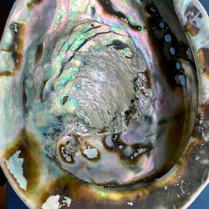 Könnte beinhalten: Eine große, irisierende Abalone-Schale mit einem tiefen, schalenförmigen Inneren. Die Schale hat eine natürliche, organische Textur und eine Vielzahl von Farben, darunter Grün, Blau, Lila und Braun.