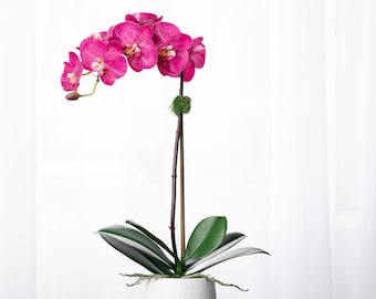 Faux Orchid Plant for Plantlover Real touch Orchid Arrangement Flower House Plant Potted Orchid for Homedecor Floral Table Arrangements