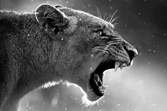 Lion Black and White Roar Lioness 4K Poster Etsy