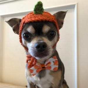 May include: A small dog wearing a crocheted orange pumpkin hat with a green stem on top and a white bowtie featuring an orange pumpkin print pattern. The hat has ear flaps that tie under the chin, and the bowtie is secured around the neck area.