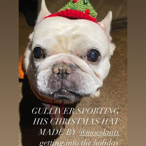 May include: A cream-colored French Bulldog wearing a small, hand-knitted green cone-shaped hat with red pom-poms and a red brim. The text on the image reads: GULLIVER SPORTING HIS CHRISTMAS HAT MADE BY @moesknits getting into the holiday spirit!