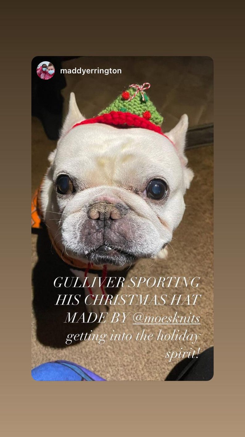 May include: A cream-colored French Bulldog wearing a small, hand-knitted green cone-shaped hat with red pom-poms and a red brim. The text on the image reads: GULLIVER SPORTING HIS CHRISTMAS HAT MADE BY @moesknits getting into the holiday spirit!