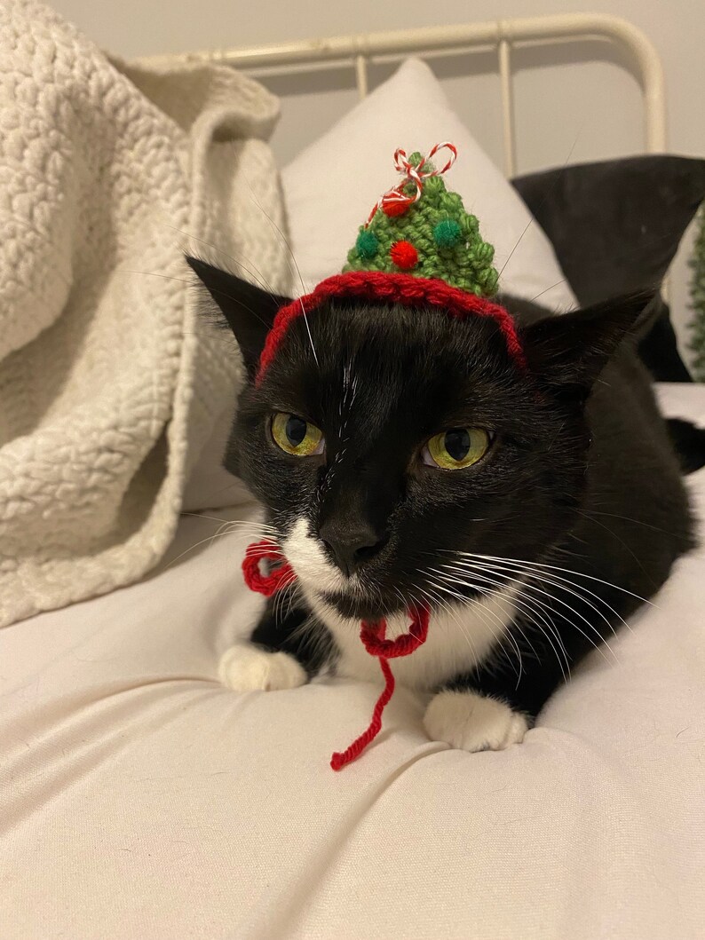 May include: A black and white cat wearing a crocheted hat shaped like a green Christmas tree with red and green pom-poms, topped with a red and white twisted string bow, and secured with a red crocheted chin strap featuring a small bow.