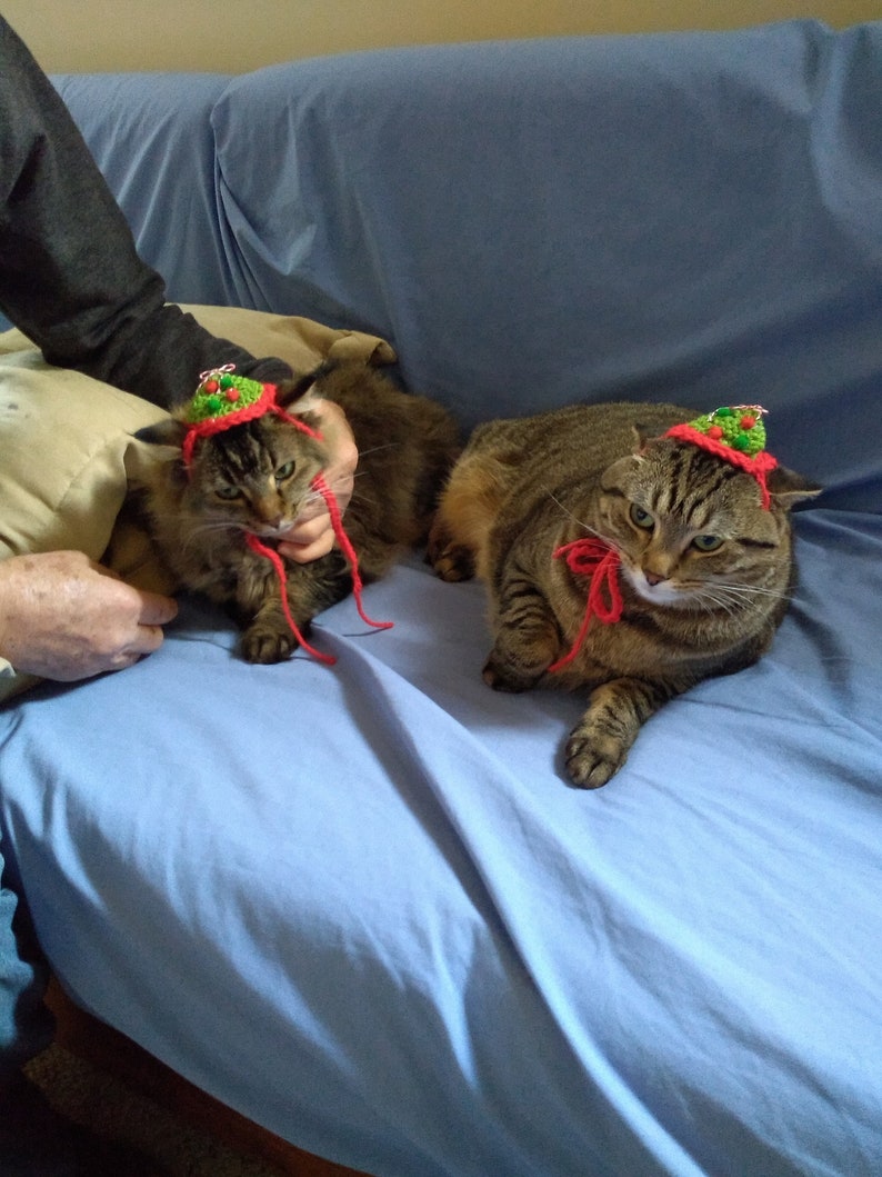 May include: Two brown tabby cats wearing small, conical, crocheted hats. The hats are green with red trim and small red and green pom-poms on top. Each hat features long red yarn ties that hang down from the sides, secured under the cats' chins.