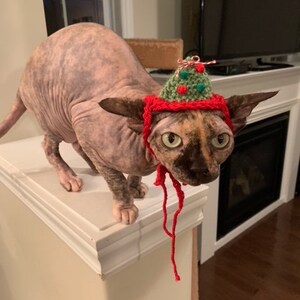 May include: A hairless cat wearing a small, cone-shaped, green crocheted hat decorated with tiny red and green pom-poms. The hat features a red crocheted trim that wraps around the cat's head and chin, with two long red yarn ties hanging down.