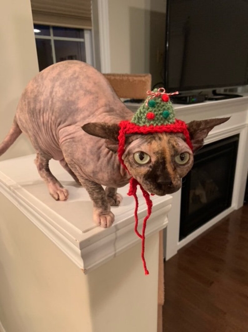 May include: A hairless cat wearing a small, cone-shaped, green crocheted hat decorated with tiny red and green pom-poms. The hat features a red crocheted trim that wraps around the cat's head and chin, with two long red yarn ties hanging down.