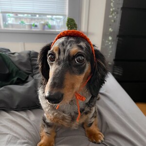 May include: A dapple dachshund with long black and tan ears wearing a small, orange, crocheted pumpkin-shaped hat with a green stem on top. The hat features thin orange ties that hang down under the chin of the dog, which has large brown eyes.
