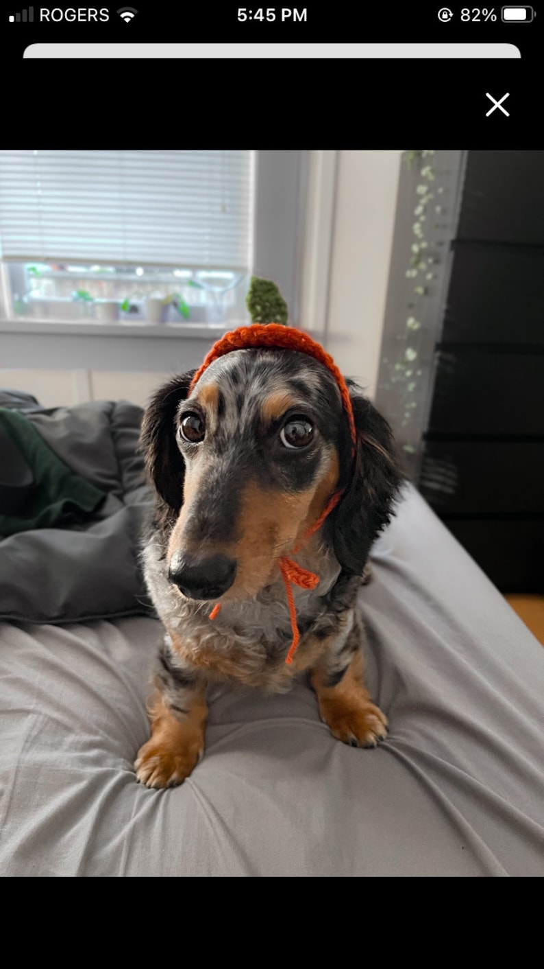 May include: A dapple dachshund with long black and tan ears wearing a small, orange, crocheted pumpkin-shaped hat with a green stem on top. The hat features thin orange ties that hang down under the chin of the dog, which has large brown eyes.