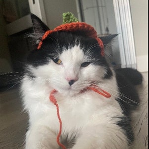 May include: A black and white cat wearing a small, hand-crocheted orange pumpkin hat with a green stem. The hat features thin orange yarn ties that hang down from the sides, resting near the cat's chest. The cat has long white whiskers.