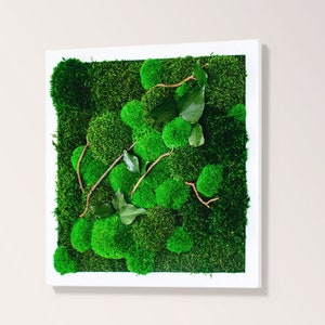Large Moss Wall Art with Wooden Frame: Natural Home Decor (20x20 inch