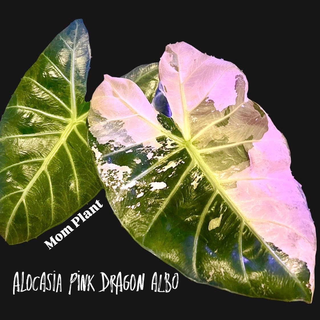 epipremnum pinnatum marble variegata pflege Epipremnum pinnatum marble variegata (Leaf Cutting) main image 0