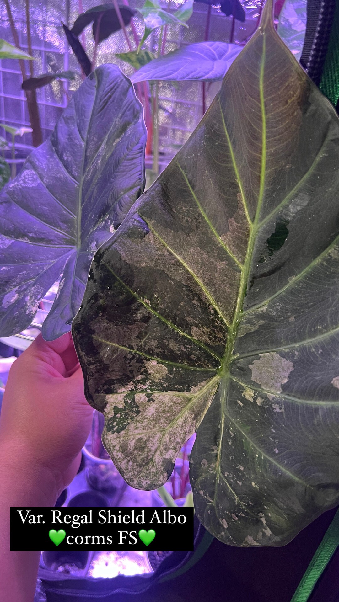Alocasia Regal Shield Albo Variegated CORM No Variegation Guarantee US SELLER Etsy