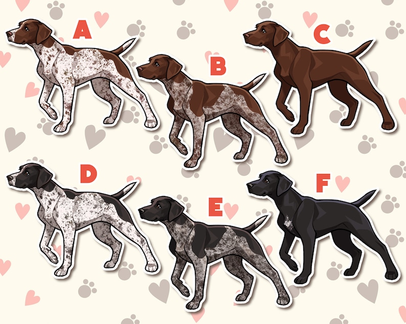 Op de afbeelding: Zes verschillende illustraties van Duitse Kortharige Wijzers in verschillende poses. De honden zijn afgebeeld in zwart, bruin en wit.