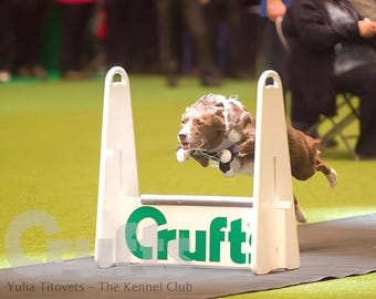 Dog - Neoprene Stopper Pad / Dew Claw Protectors - Paw Support, Agility, Flyball (One Pair)