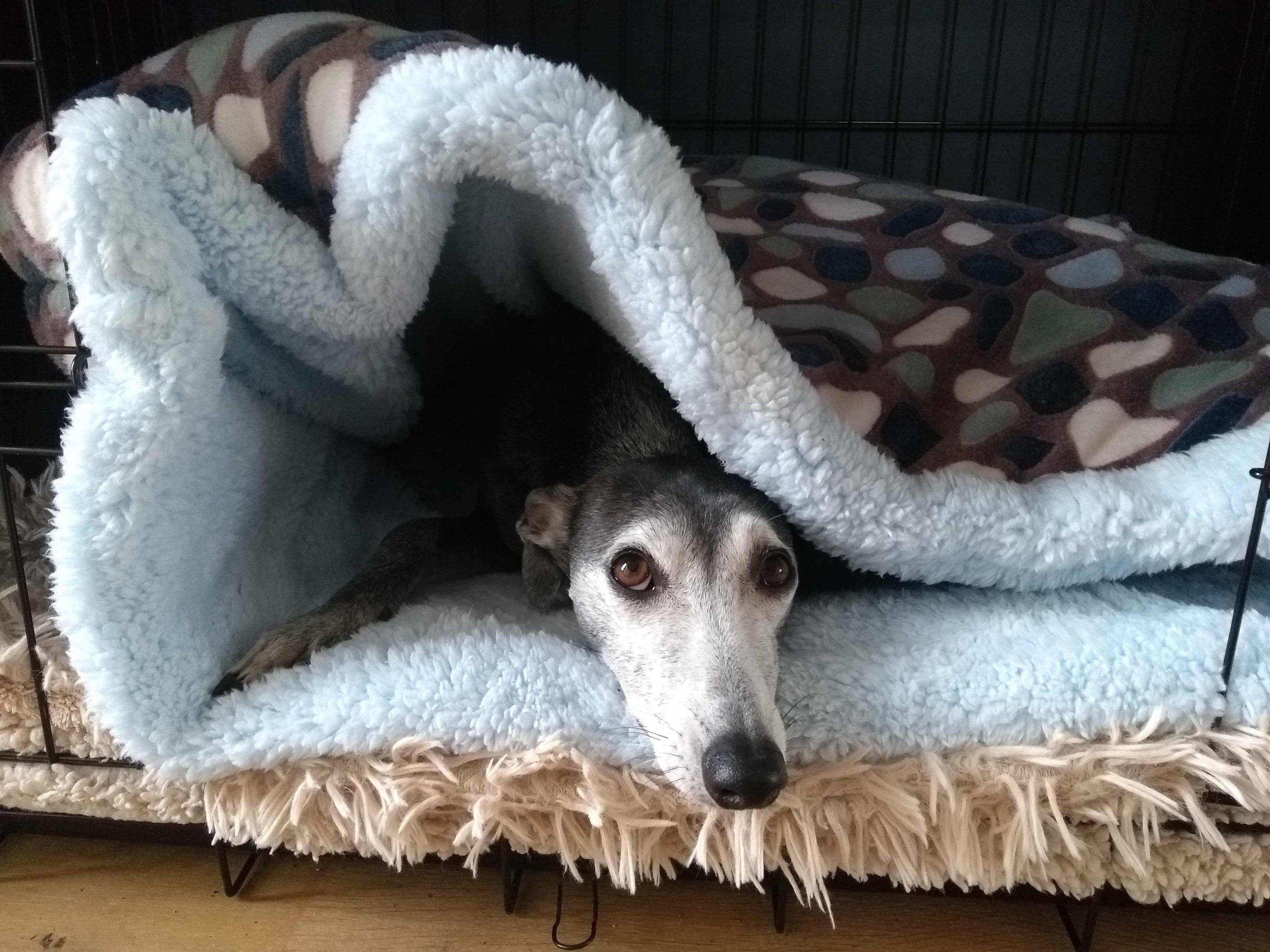 Dog blankets chew proof hotsell