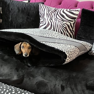 May include: A small brown and tan dachshund dog peeks out from a black and white patterned dog bed. The bed is on a pink velvet couch with black and white pillows.