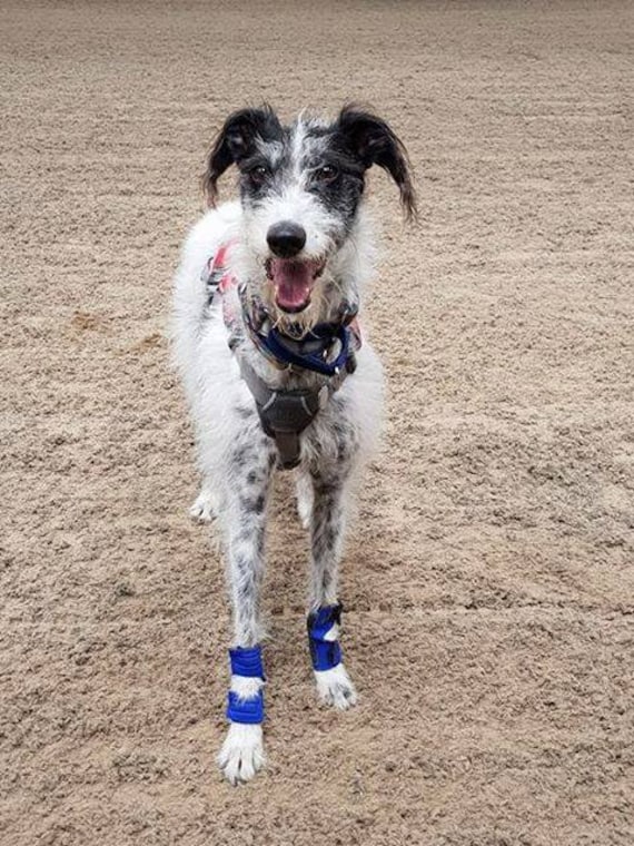 Green Dog Stopper Carpal Pad Dew Claw Protectors Adjustable Vet Wrap Neoprene Made in UK Flyball Agility Lure for All Active Dogs Etsy