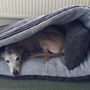 May include: A grey dog bed with a built-in hood and a small pillow. A light brown dog is resting inside the bed, looking towards the camera. The bed is grey with a dark grey trim.