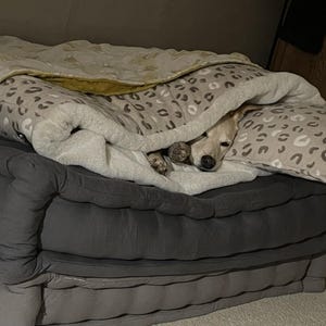 Puede incluir: Un perro golden retriever está acurrucado y durmiendo en una cama con estampado gris y blanco. El perro está cubierto con una manta blanca con estampado de leopardo marrón y amarillo.