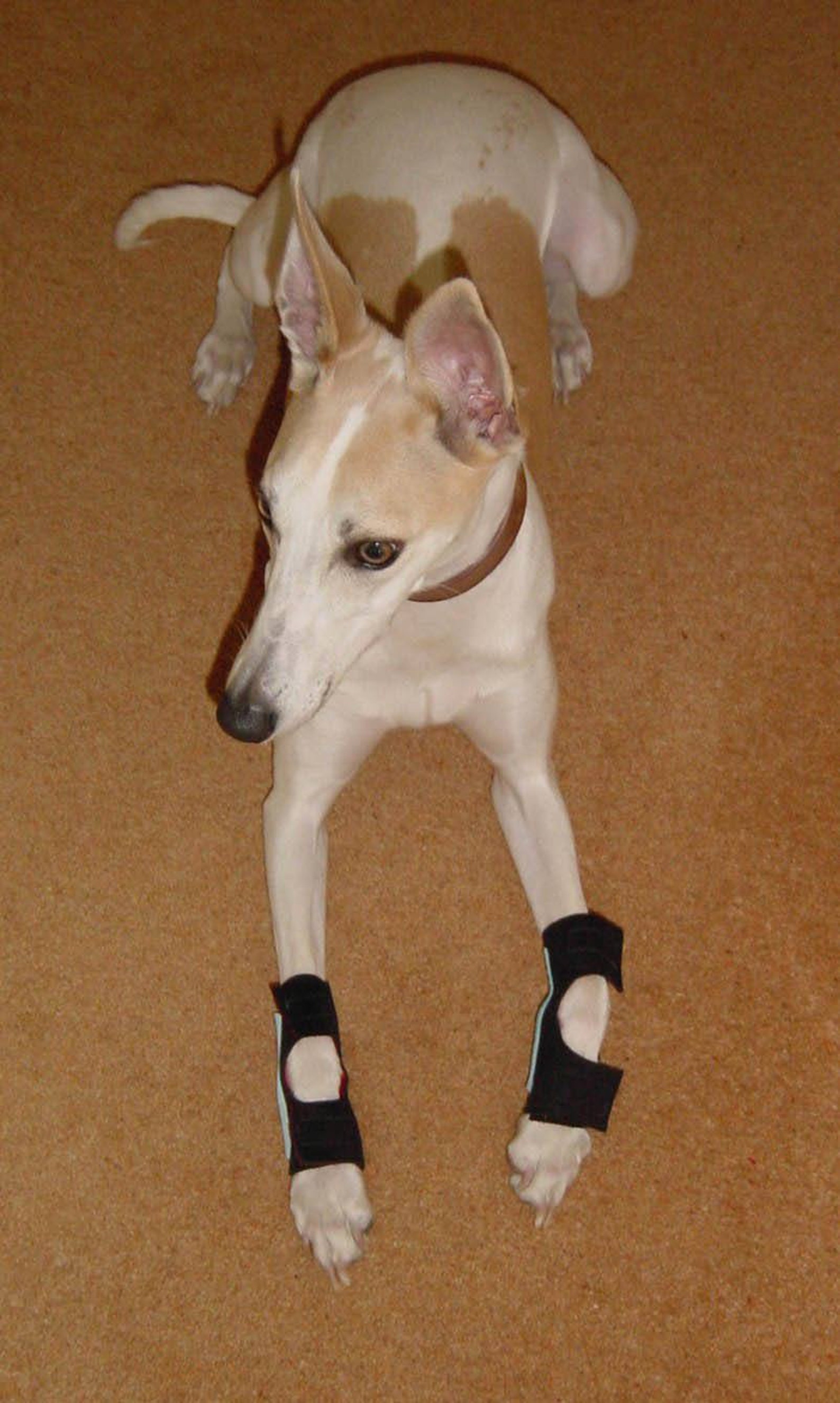 Carpal pad dog Clearance