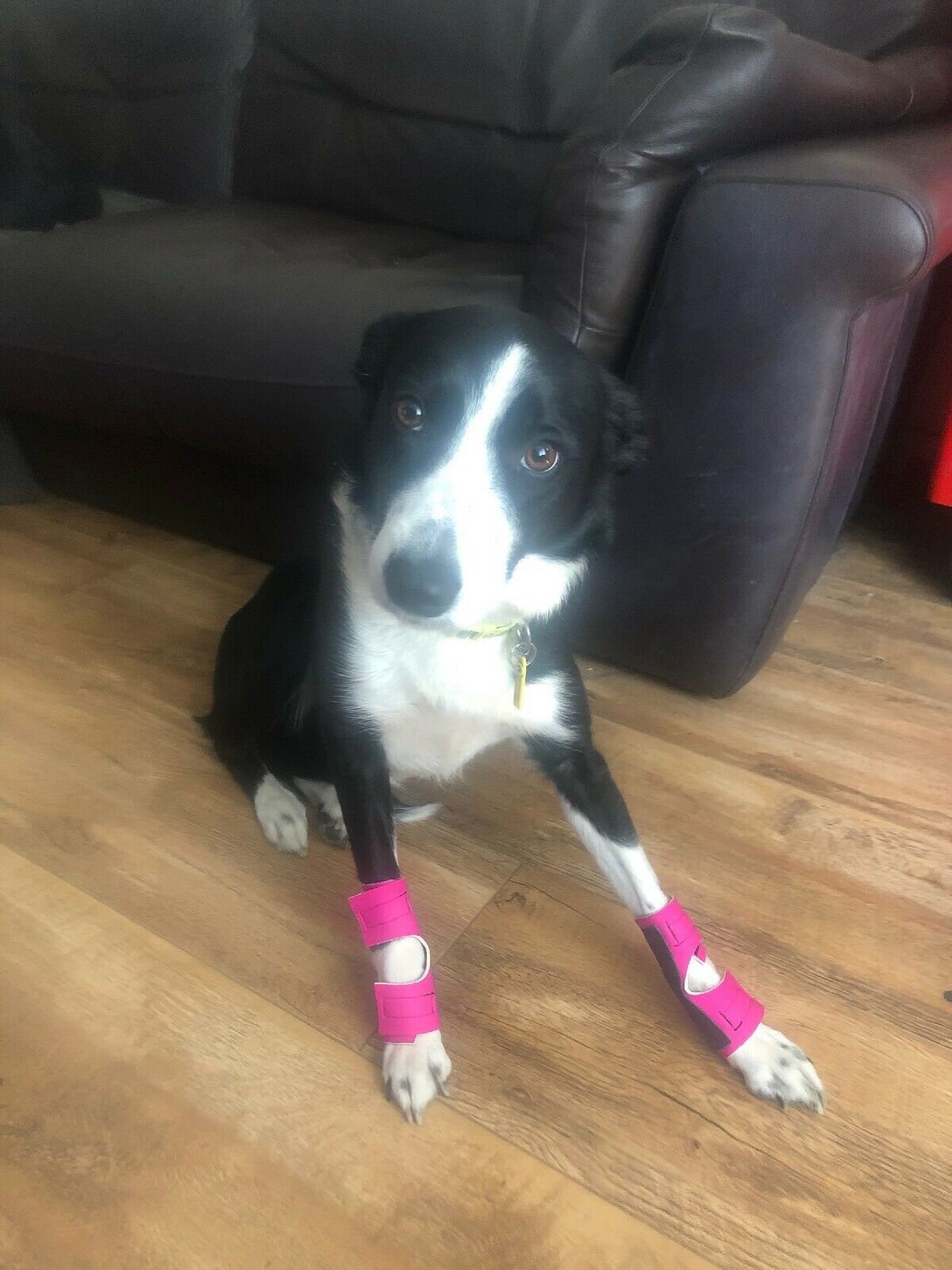 Neoprene Stopper / Carpal Pad / Dew Claw Protectors for Dogs Etsy