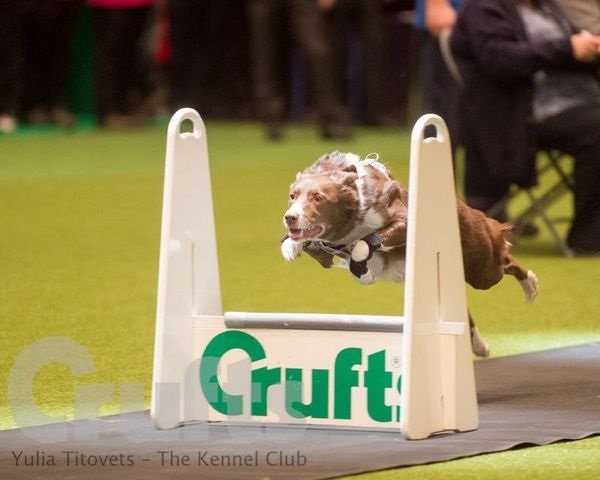 Crufts Dog Agility Crufts 2019 Agility Crufts 2019 Aka