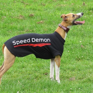 May include: A brown and white dog wearing a black t-shirt with the words "Speed Demon" in white and red lettering.