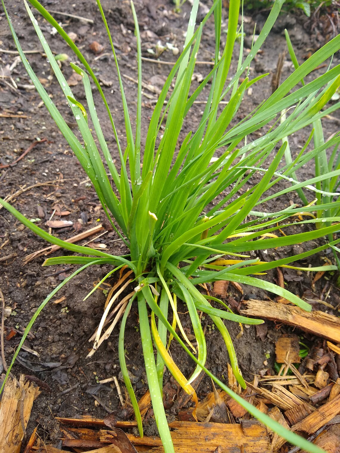 Organic Chinese chives roots Etsy