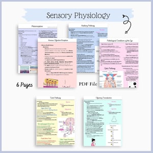 Sensory Physiology Notes | Anatomy and Physiology Sensory System Notes Bundle | Olfaction Optic Taste Pathway