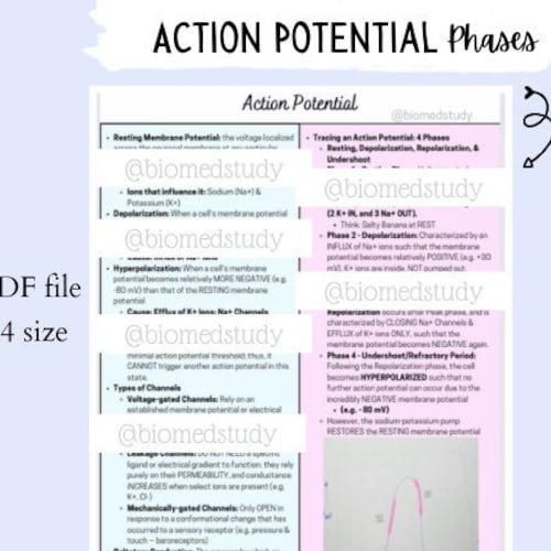 Anatomy And Physiology Action Potential Notes Phases Of An Etsy Anatomy And Physiology Action Potential Notes Phases Of An Etsy