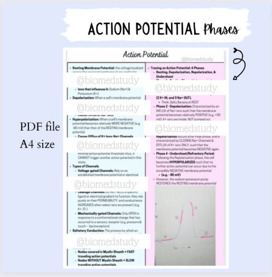 Anatomy and Physiology Action Potential Notes | Phases of an Action ...