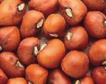 Hybrid Gandules ( New species) 20 seeds