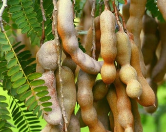 Tamarind seeds (10 seeds)