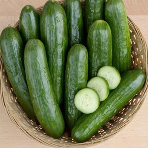 Cucumber Seeds