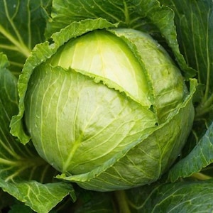 Cabbage seeds