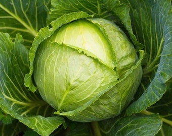 Cabbage seeds