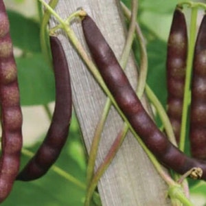 Black Bean Seeds (50 seeds)