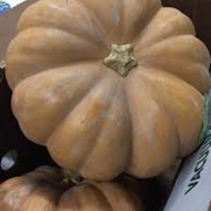 May include: Two large, pale brown pumpkins with a slightly rough texture. The pumpkins are sitting on a brown surface.