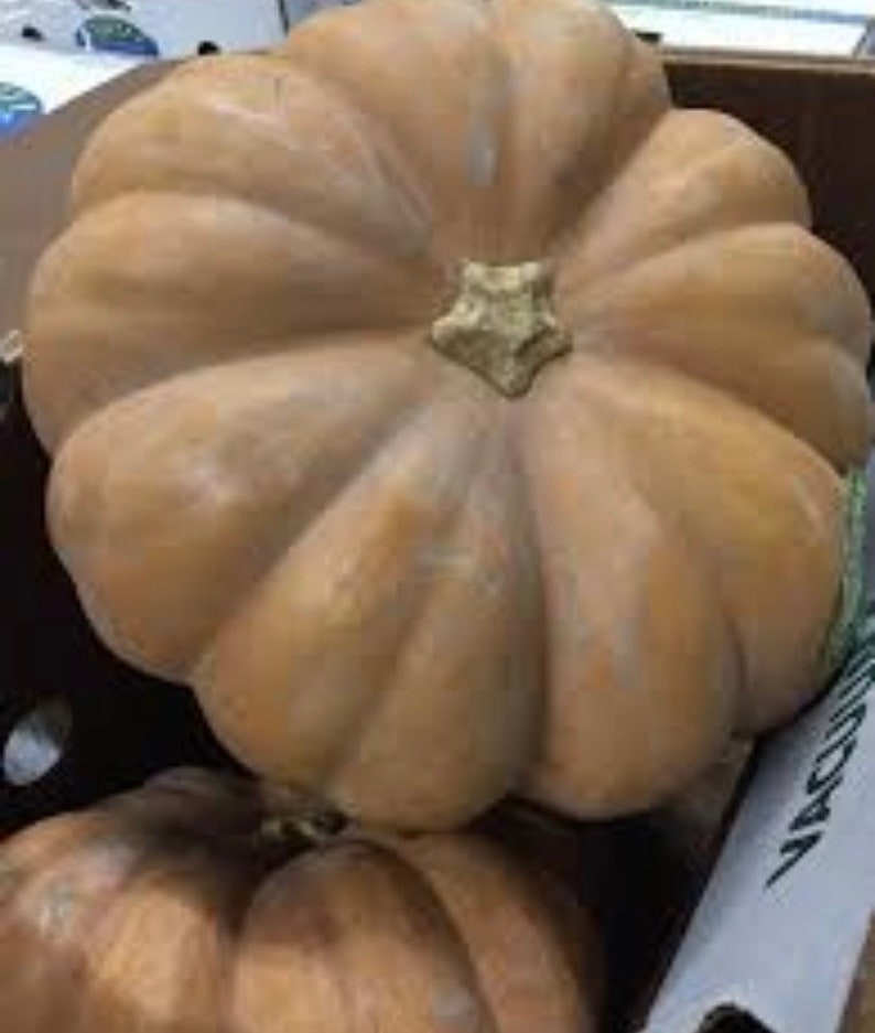 May include: Two large, pale brown pumpkins with a slightly rough texture. The pumpkins are sitting on a brown surface.