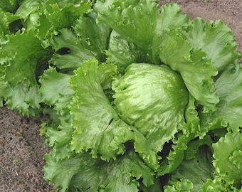 Iceberg Lettuce seeds (400 mg)