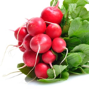 Radish Seeds (1 gram)