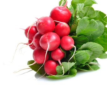Radish Seeds (1 gram)