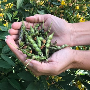 May include: A person's hands holding a handful of green and brown legume pods. The pods are arranged in a pile and are slightly open, revealing the seeds inside.