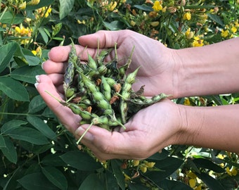 Pigeon Pea seeds (Gandules)